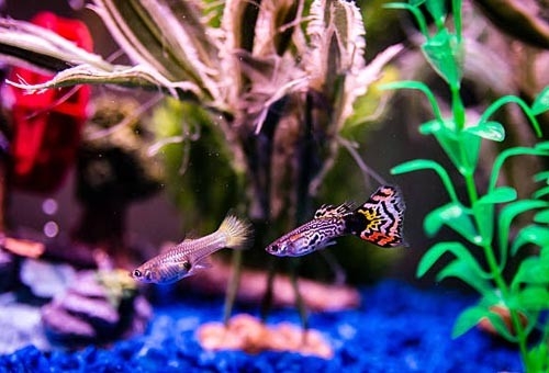 Guppies