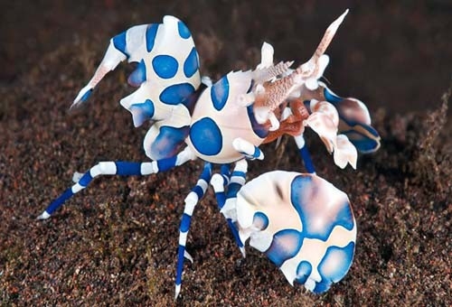 The Fish Guide - Harlequin Shrimp