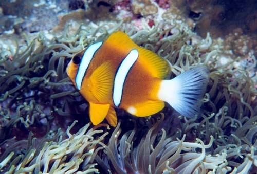 The Fish Guide - Clownfish